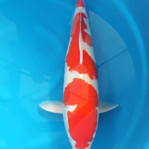 Kohaku