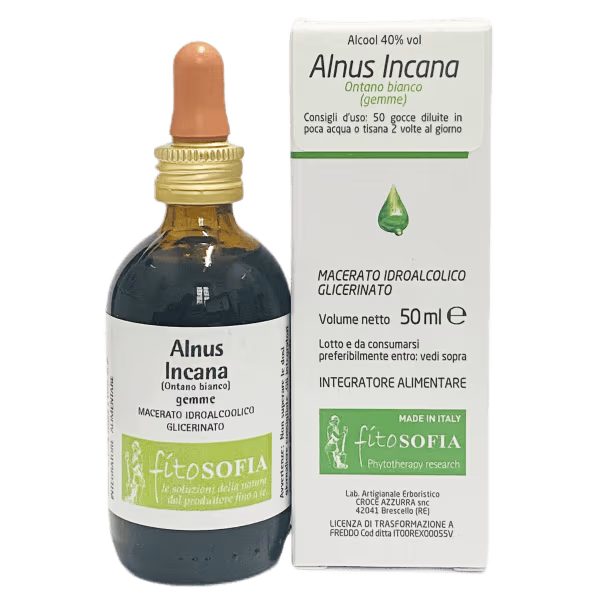 Alnus incana