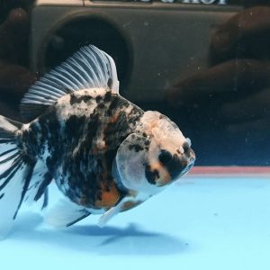ORANDA TESTA DI LEONE 14/15 CM