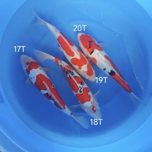 Takahashi koi farm