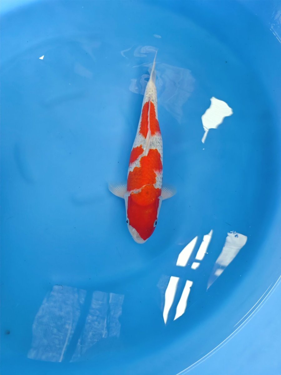 Goshiki