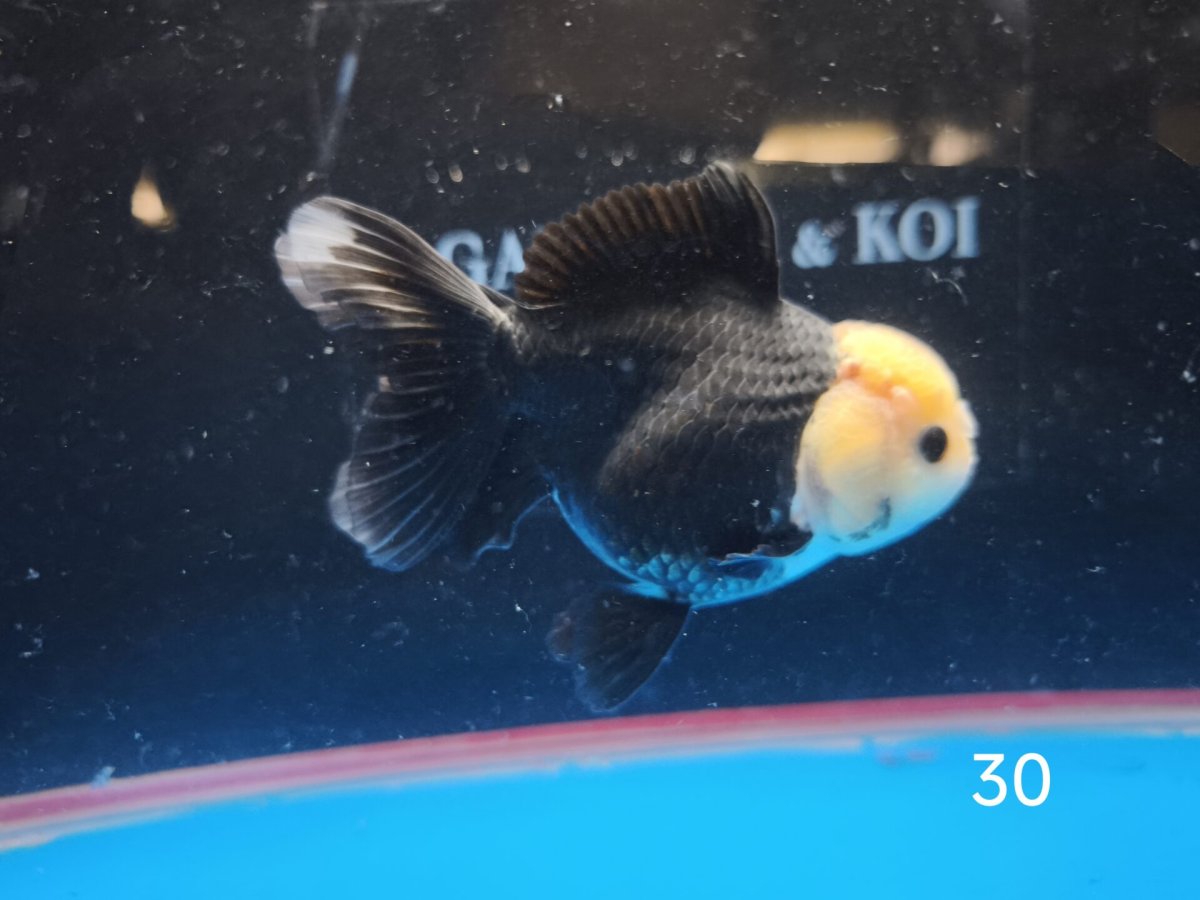 ORANDA TESTA DI LEONE 12/14 CM